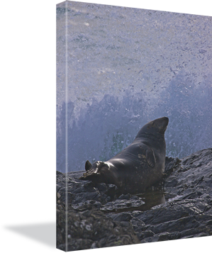 Sample of Large Photographic Canvas