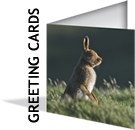 High Quality Wildlife Photographic Greeting Cards
