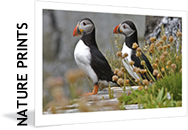 High Quality Photographic Nature Prints