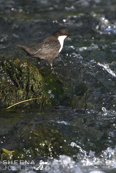 Dipper.jpg - I kept following the Dipper up river as he flew between the rocks in the water. Sometimes he rested and disappeared under the water resurfacing a little further on.