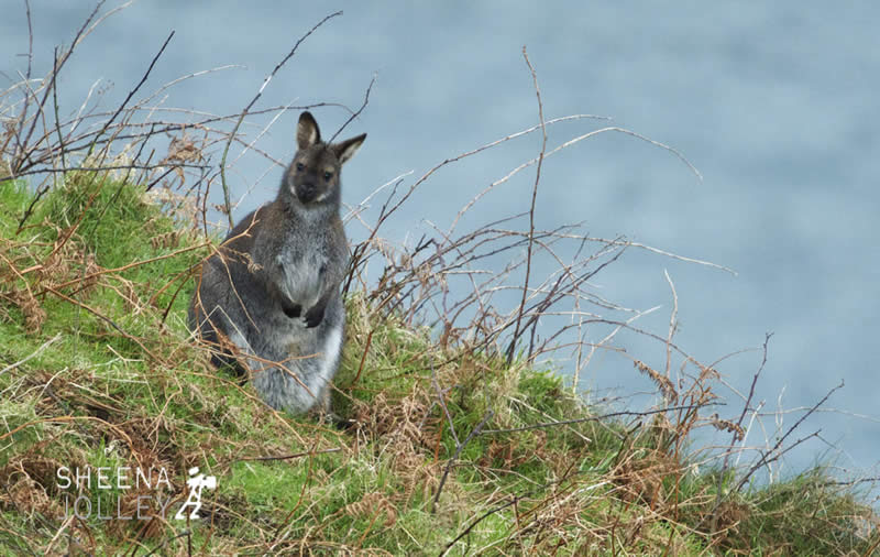 IMG_5450.jpg - Lambay Island