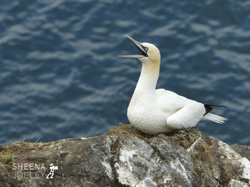 IMG_6881.jpg - Lambay Island