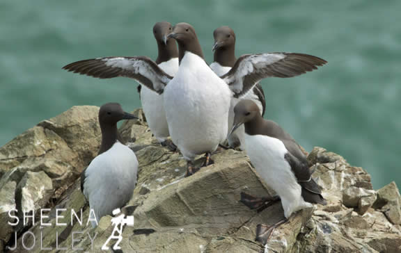 IMG_9715.jpg - Lambay Island