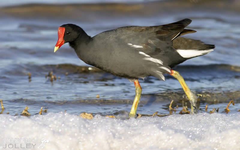 Moorhen.jpg - 