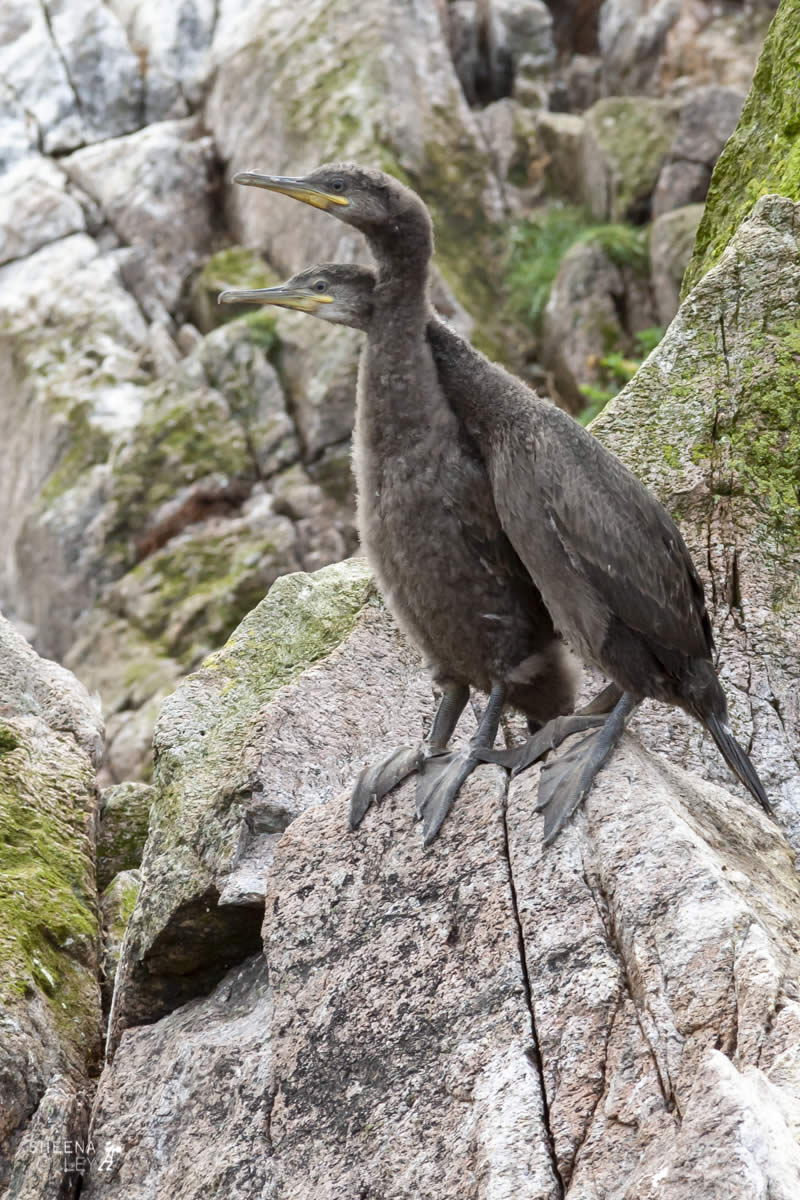 Necking.jpg - Inishtrahull