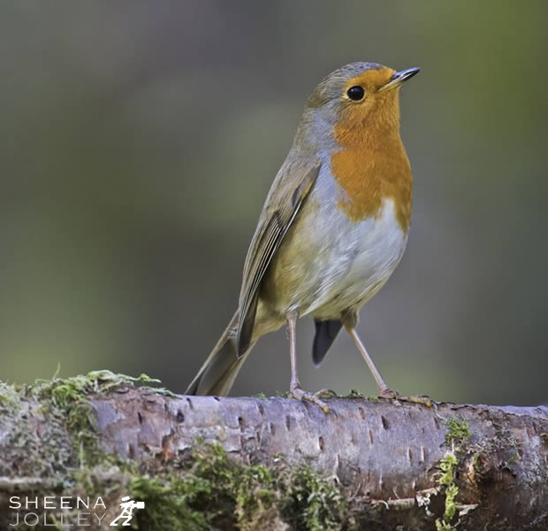 Robin.jpg - 