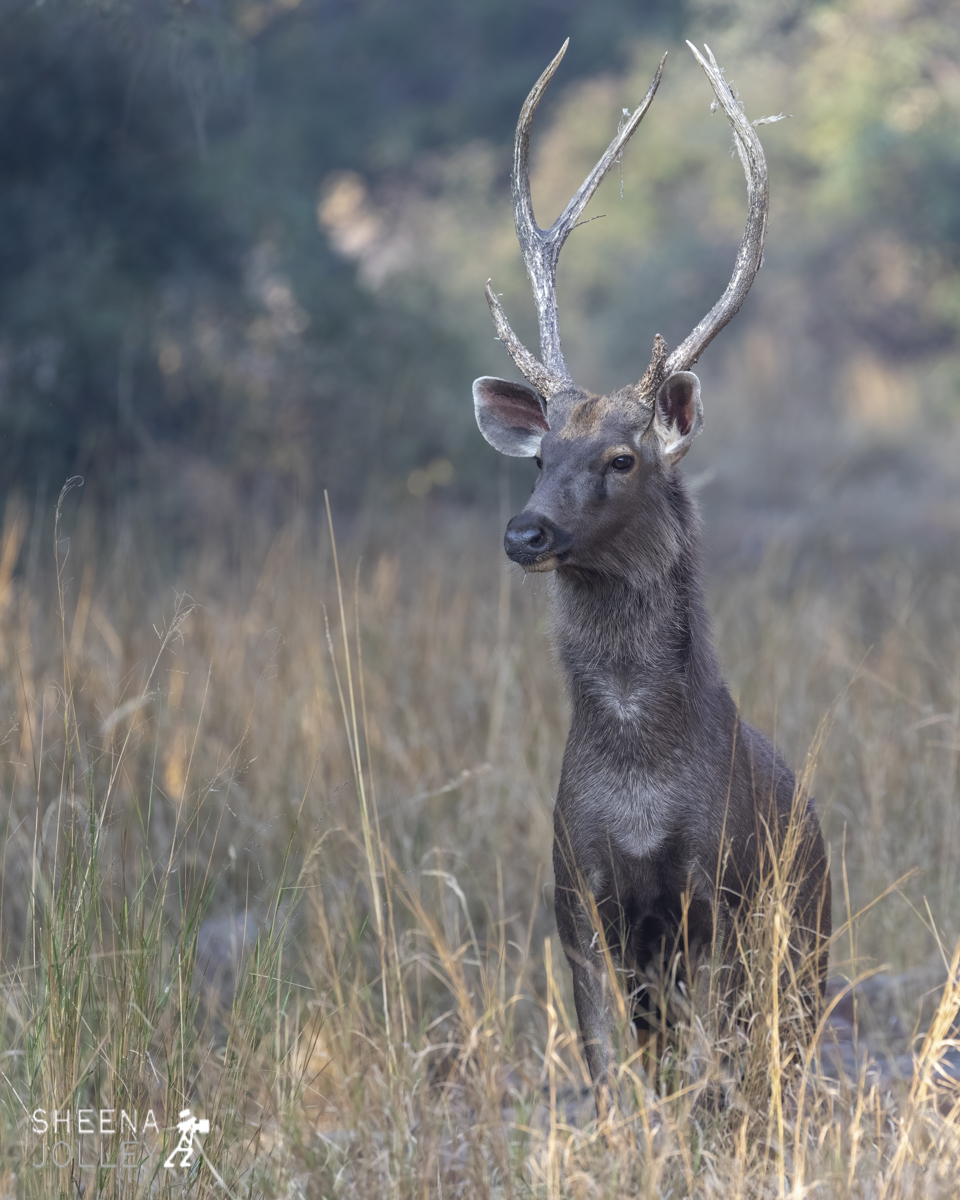 Sambar.jpg - India