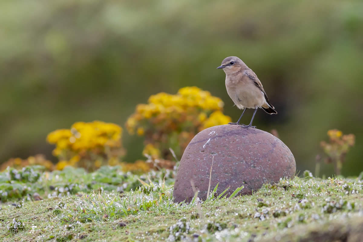 Wheatear.jpg - Inishtrahull