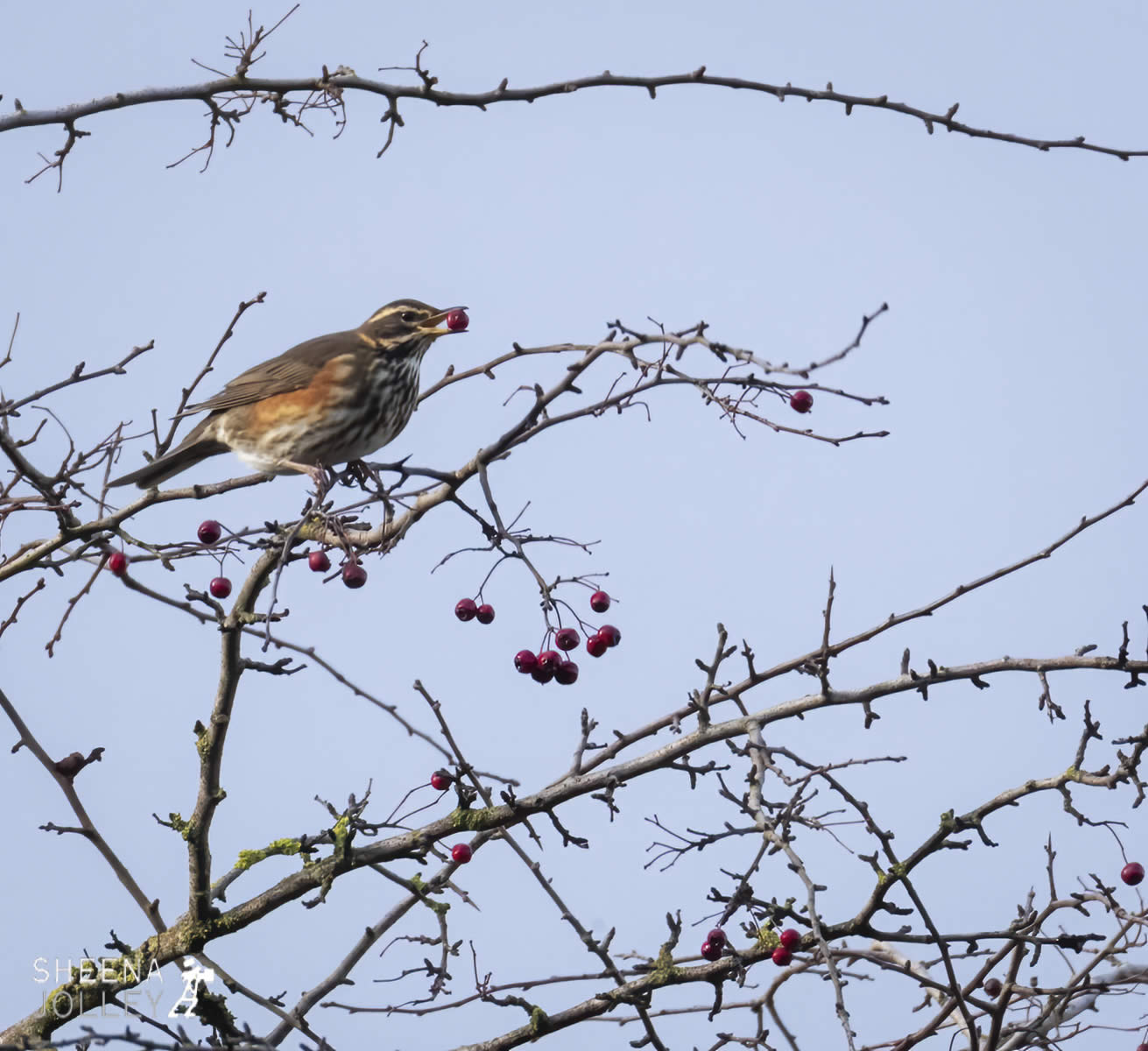 _20I1067.jpg - Biodiversity at Irish Cement, Limerick