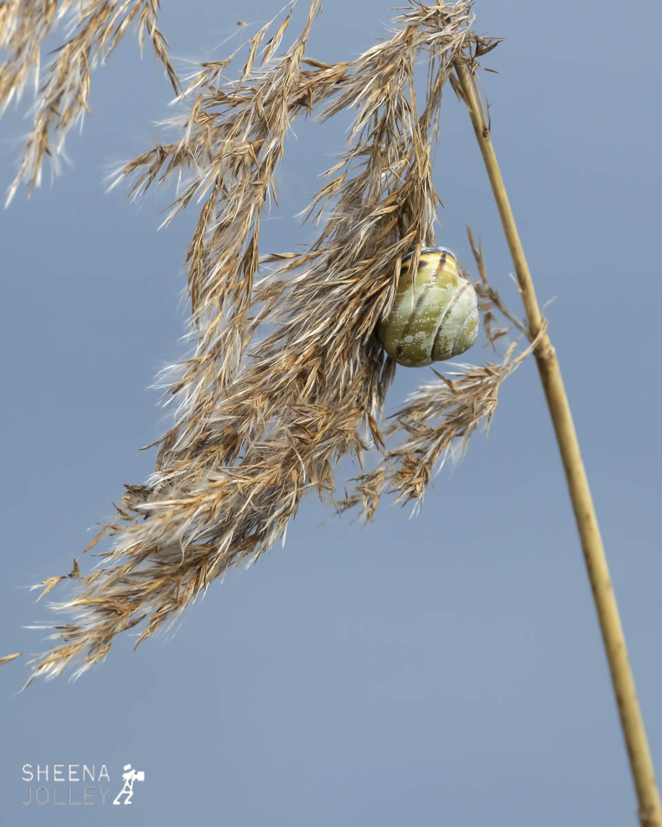 _20I1361.jpg - Biodiversity at Irish Cement, Limerick