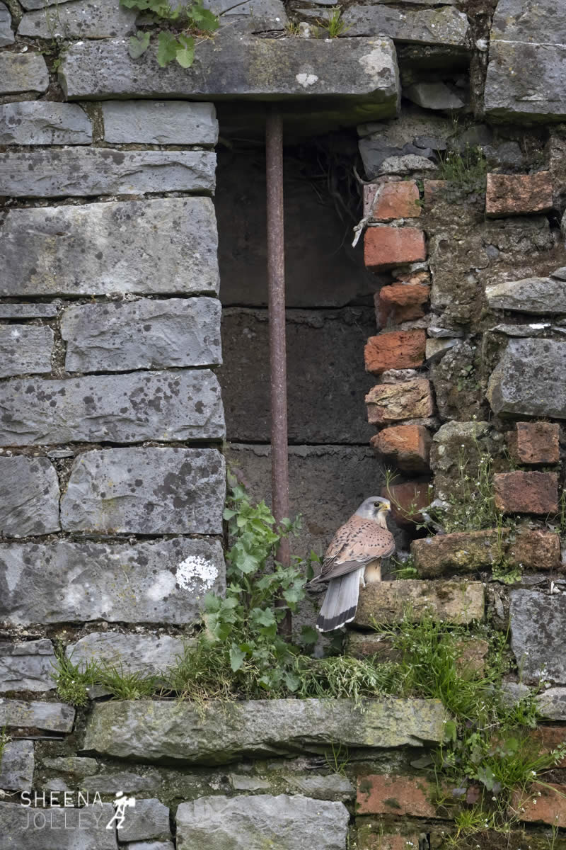 _20I1614.jpg - Biodiversity at Irish Cement, Limerick