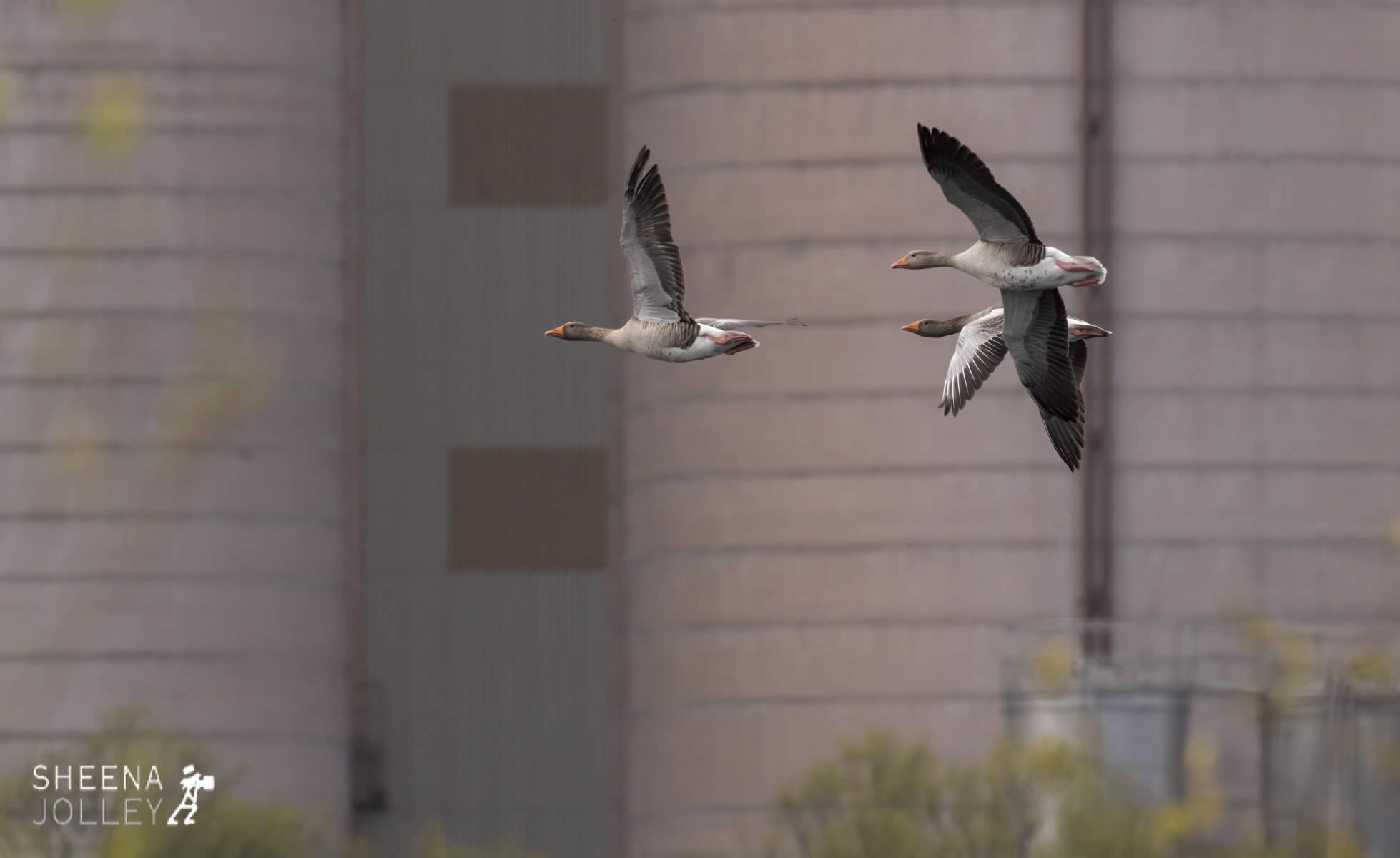 _20I2131.jpg - Biodiversity at Irish Cement, Limerick