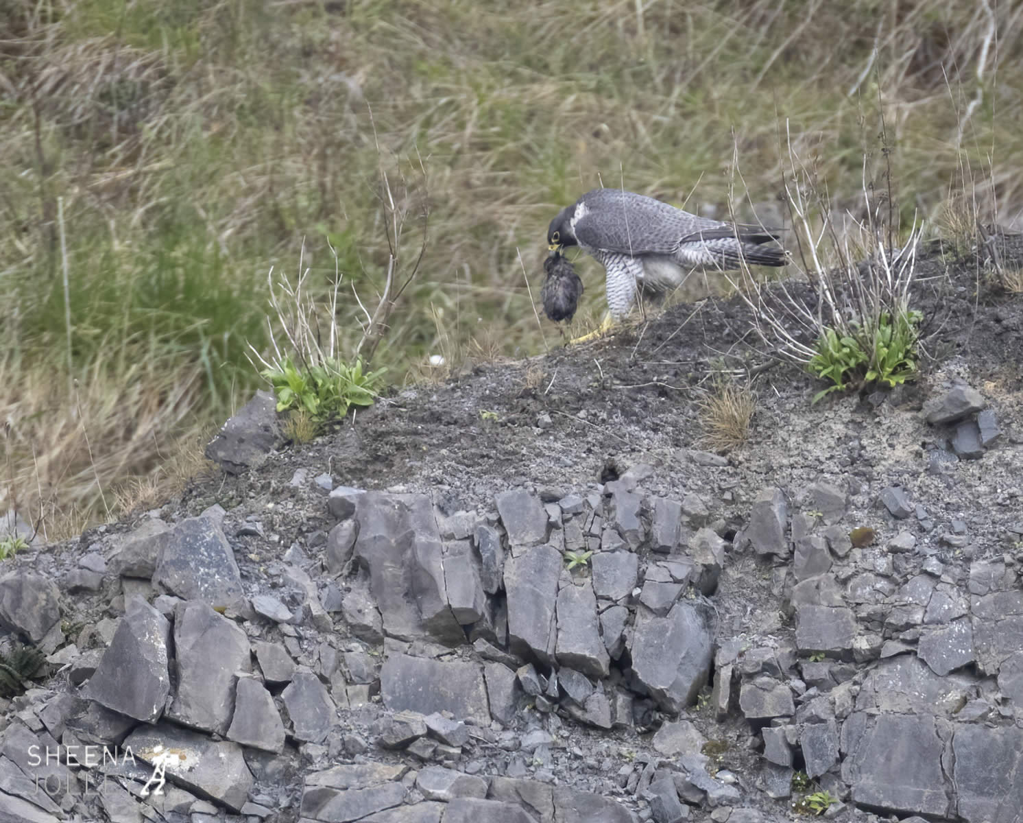 _20I3342.jpg - Biodiversity at Irish Cement, Limerick