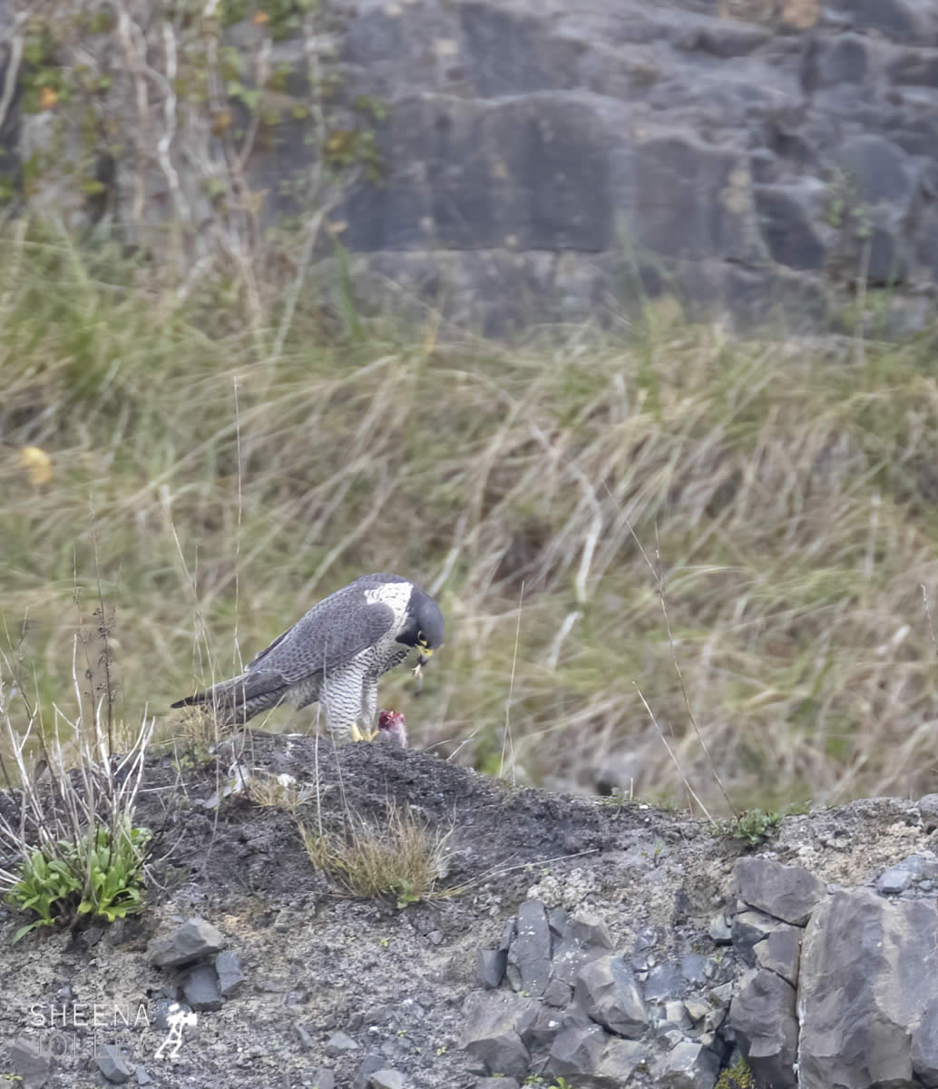 _20I3424.jpg - Biodiversity at Irish Cement, Limerick