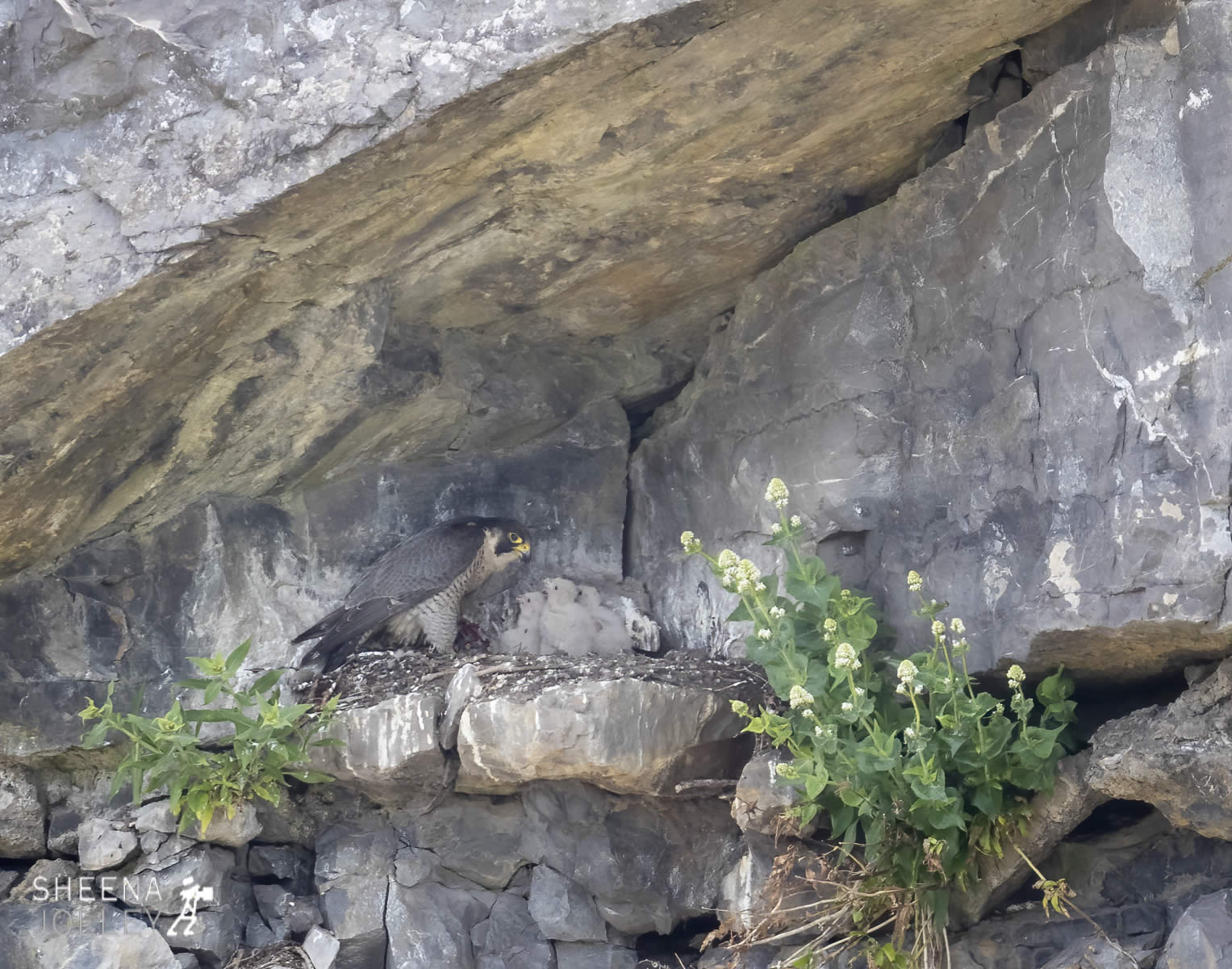 _20I4208.jpg - Biodiversity at Irish Cement, Limerick