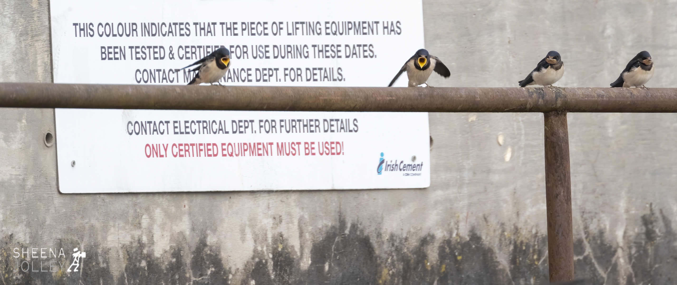 _20I5392.jpg - Biodiversity at Irish Cement, Limerick