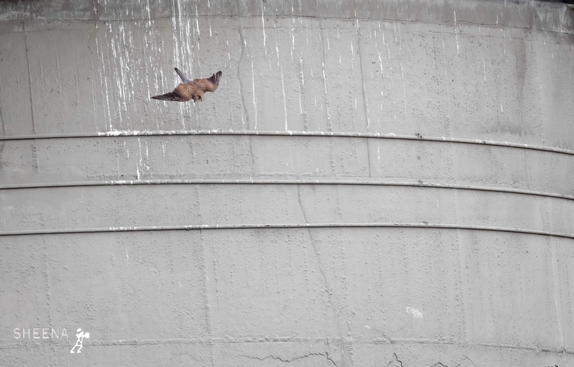 _20I5761.jpg - Biodiversity at Irish Cement, Limerick