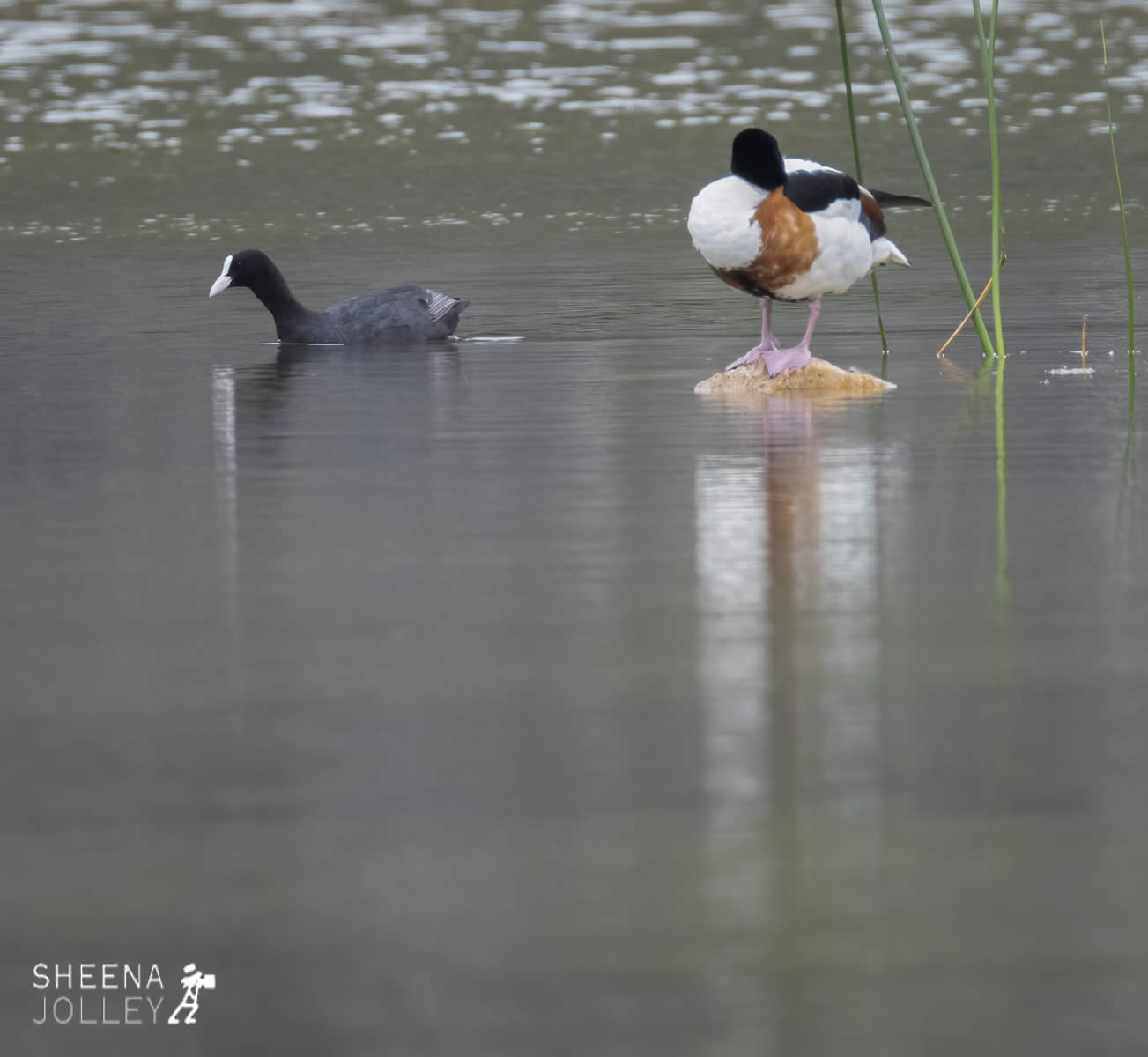 _20I6383.jpg - Biodiversity at Irish Cement, Limerick