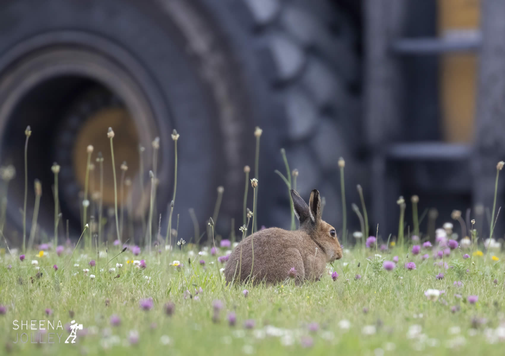 _20I6936.jpg - Biodiversity at Irish Cement, Limerick