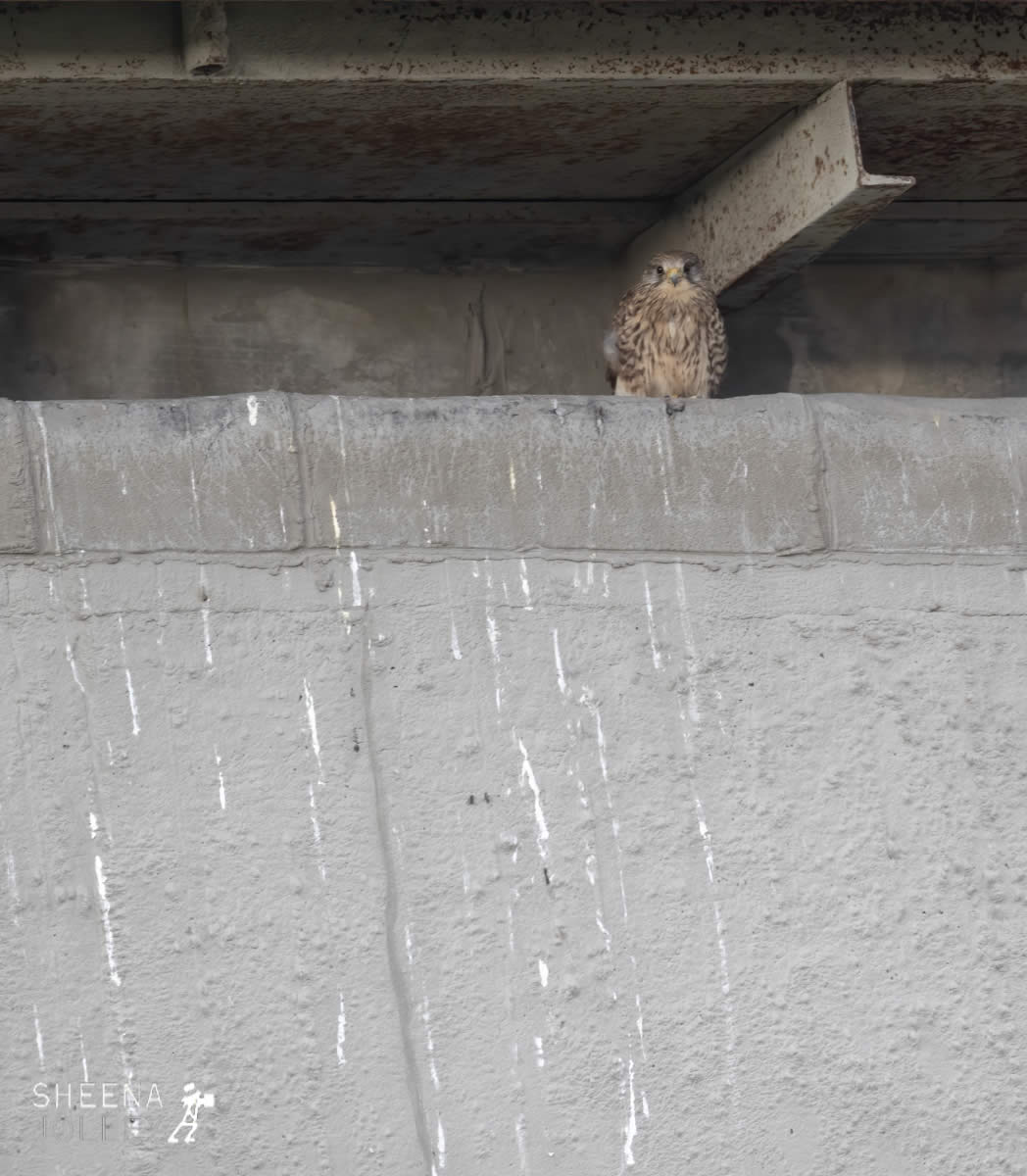 _20I7061.jpg - Biodiversity at Irish Cement, Limerick