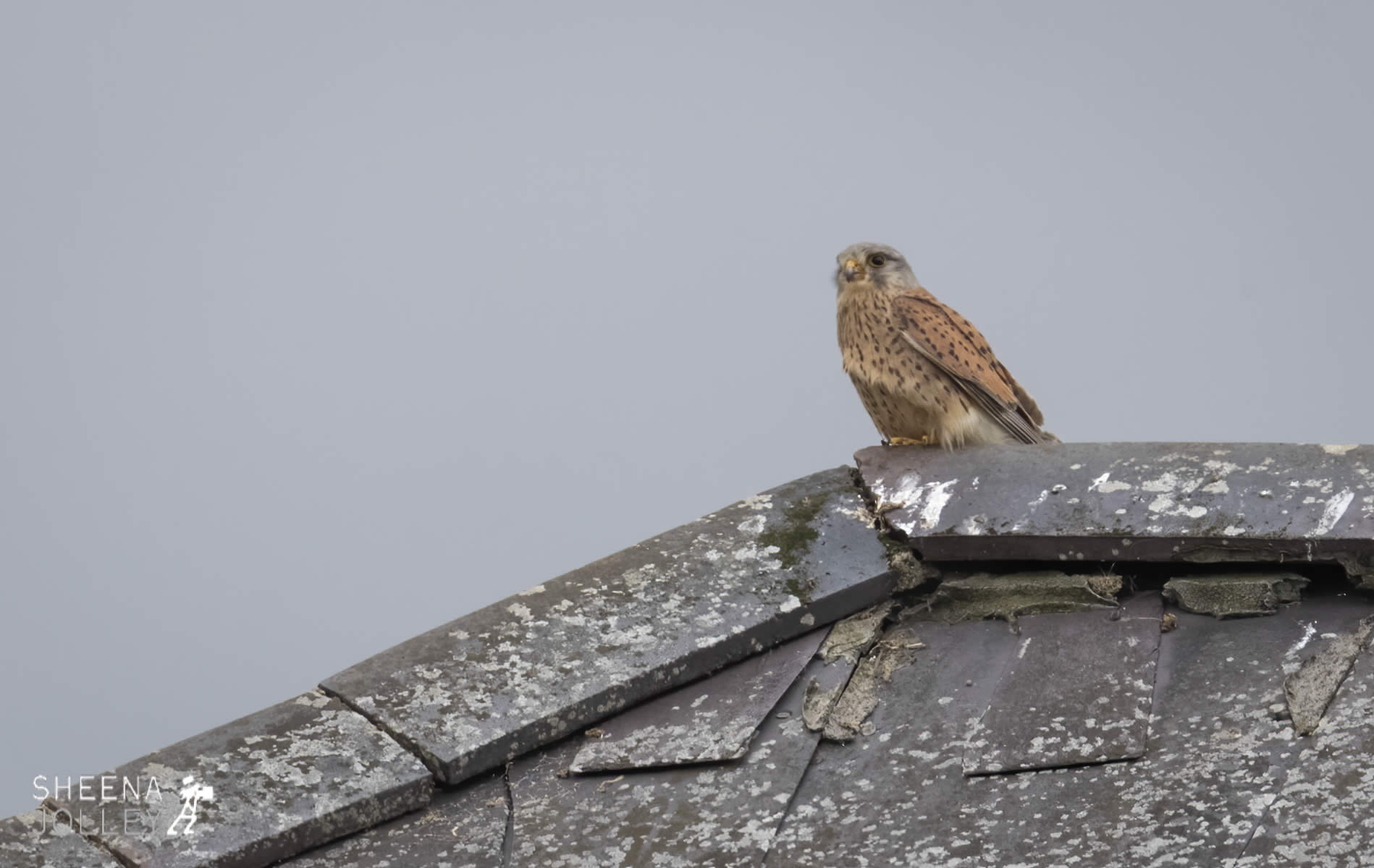_20I7971.jpg - Biodiversity at Irish Cement, Limerick