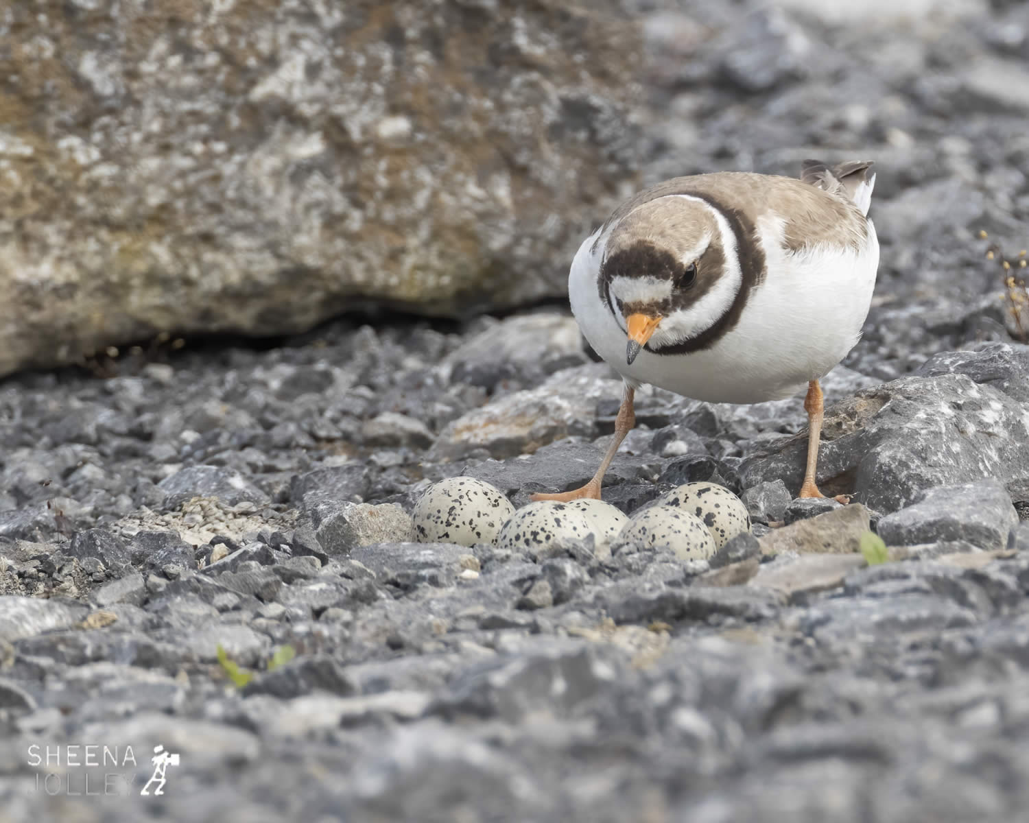 _20I8873.jpg - Biodiversity at Irish Cement, Limerick