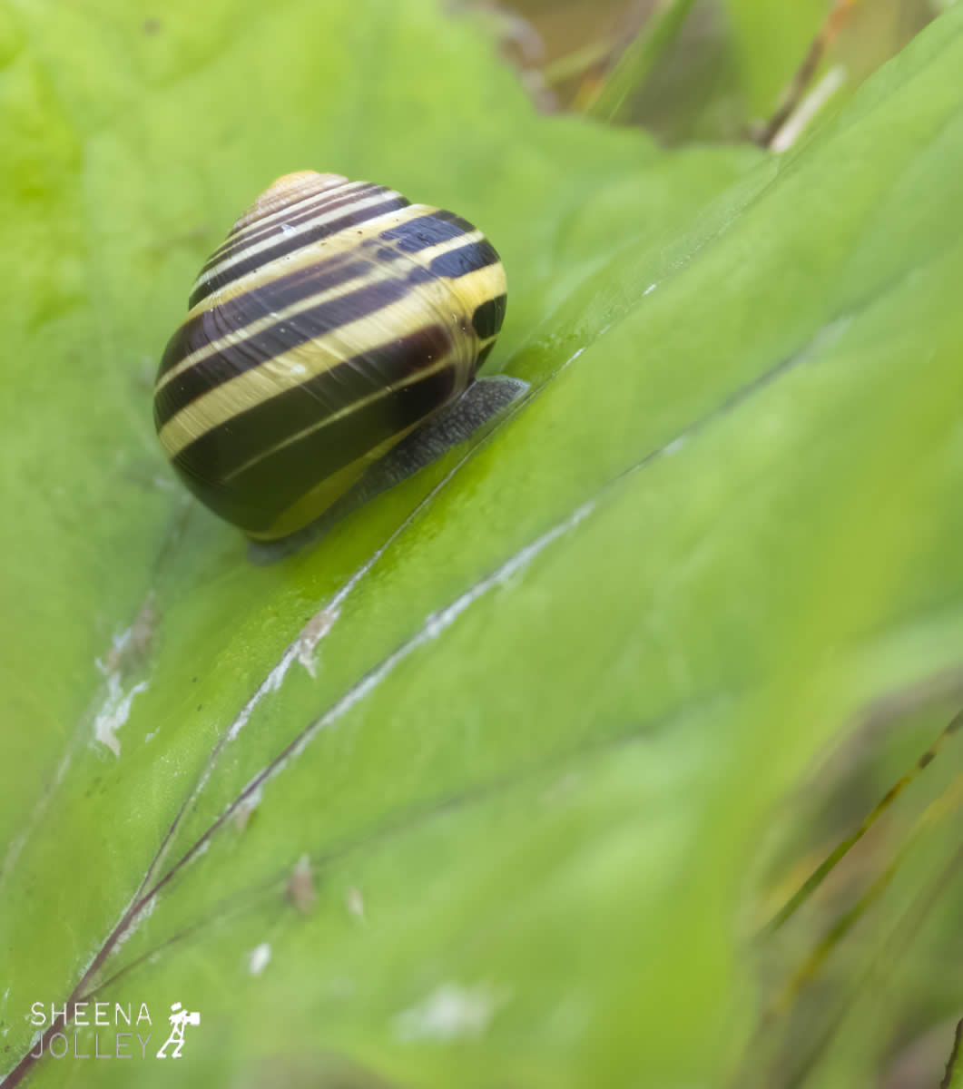 _20I9077.jpg - Biodiversity at Irish Cement, Limerick