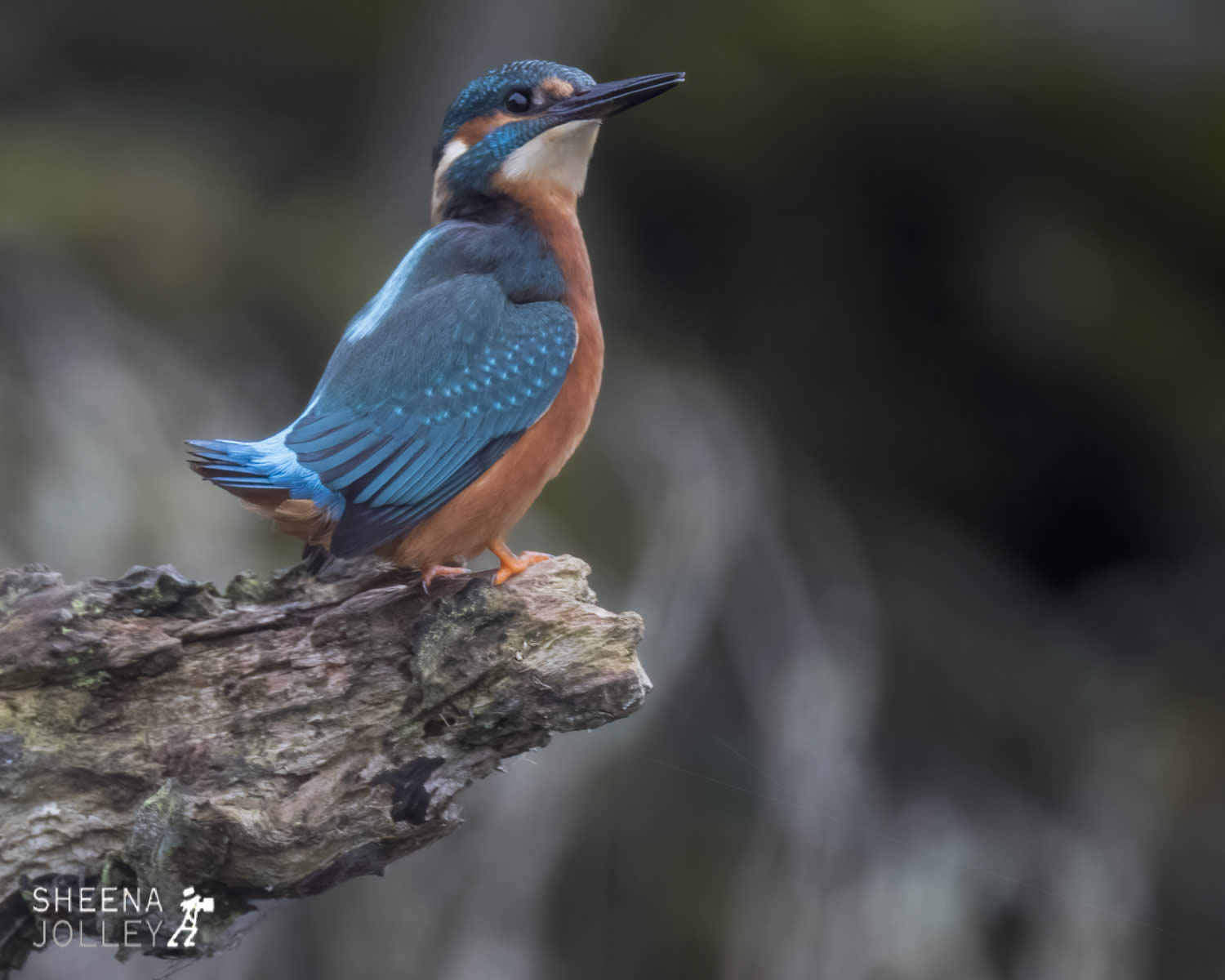 _20I9385.jpg - Biodiversity at Irish Cement, Limerick