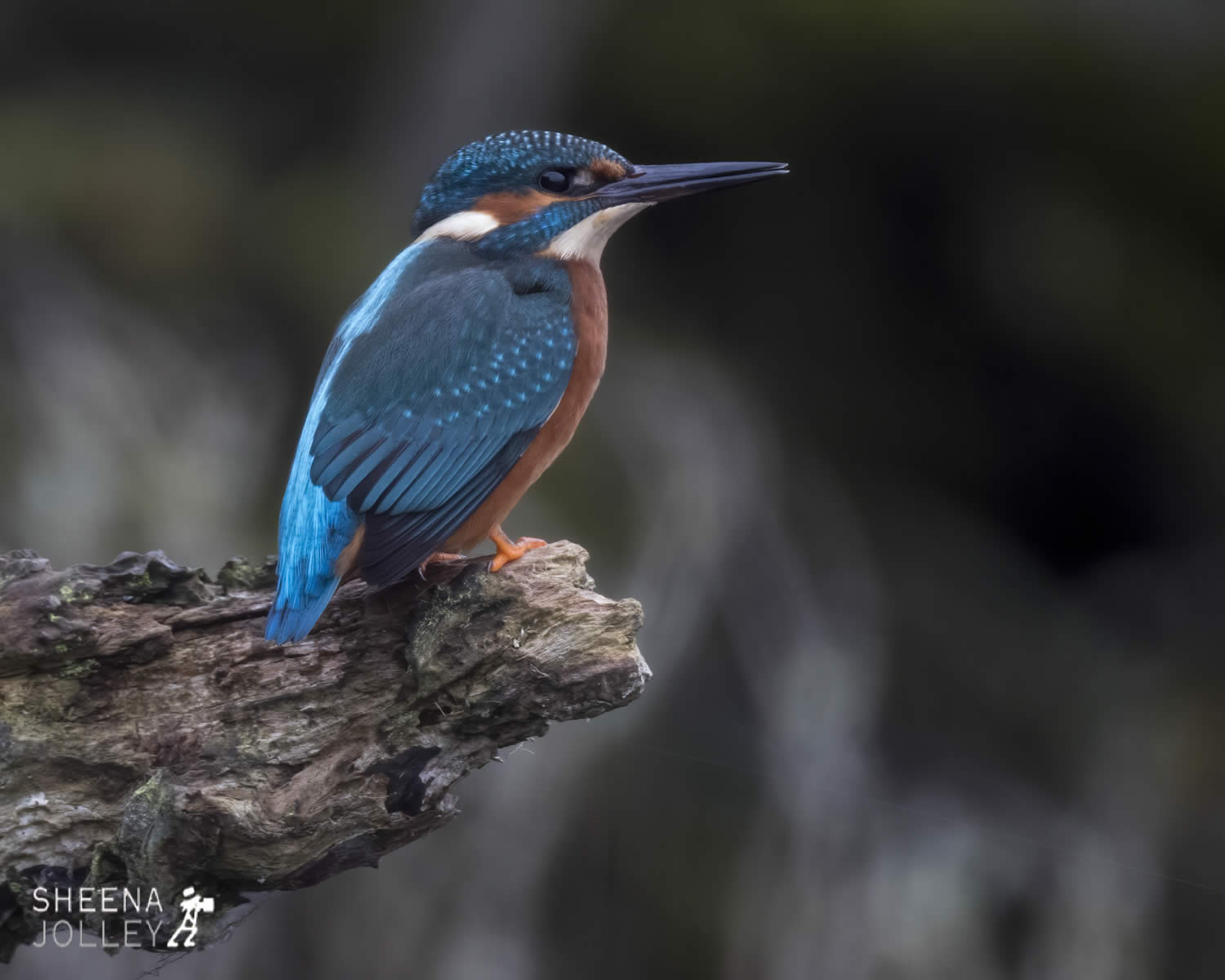 _20I9393.jpg - Biodiversity at Irish Cement, Limerick
