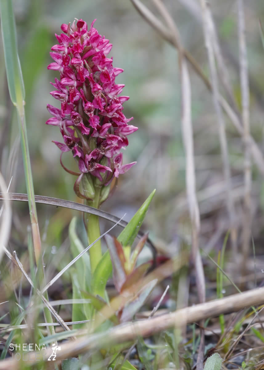 _C2A1685.jpg - Biodiversity at Irish Cement, Limerick