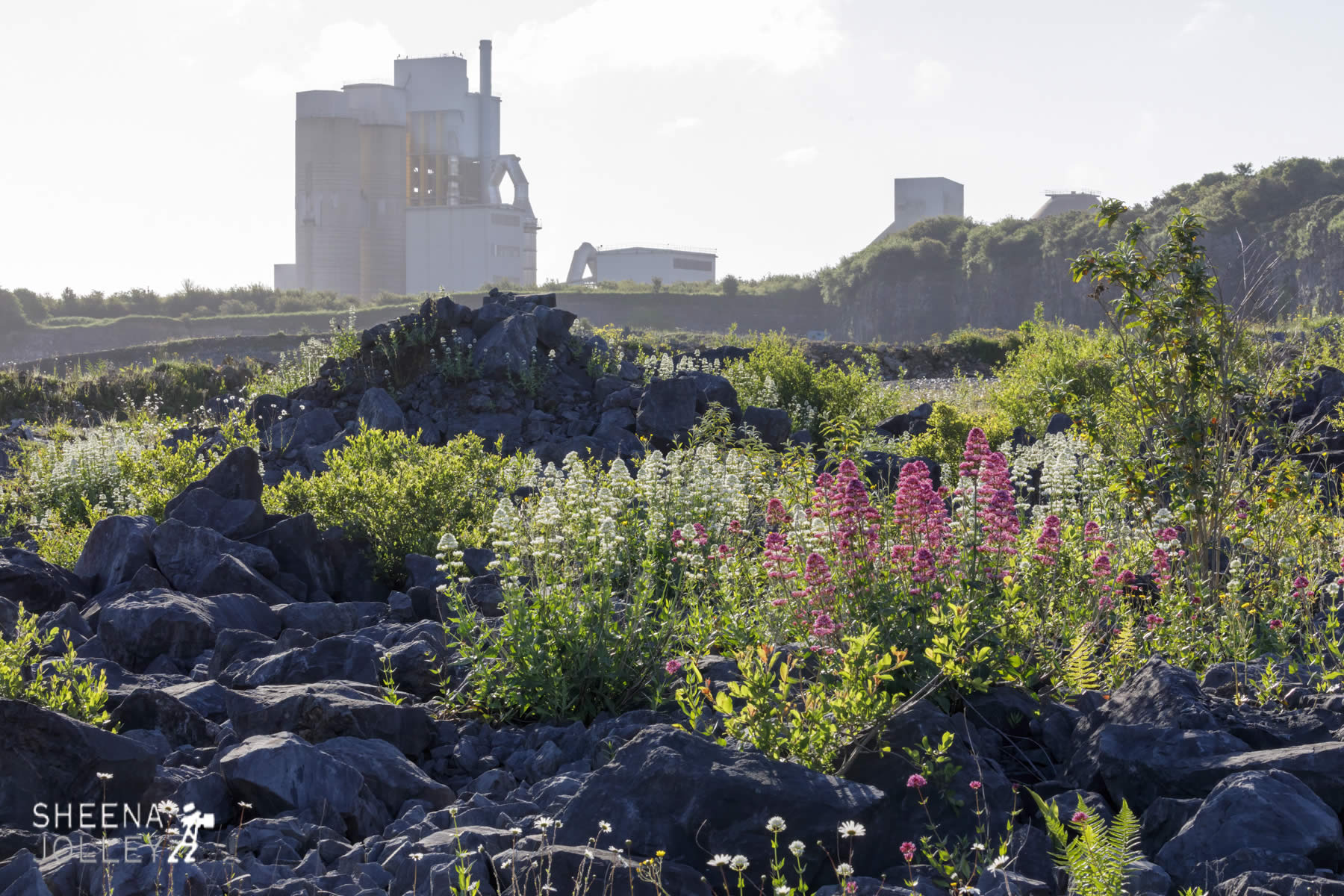 _C2A1849.jpg - Biodiversity at Irish Cement, Limerick