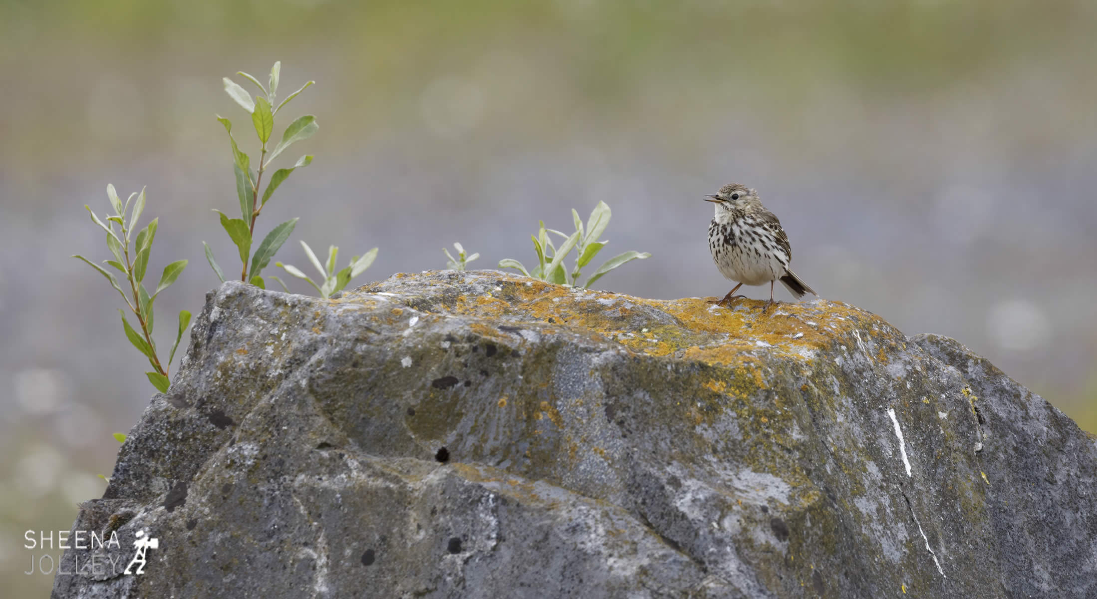 _C2A2237.jpg - Biodiversity at Irish Cement, Limerick