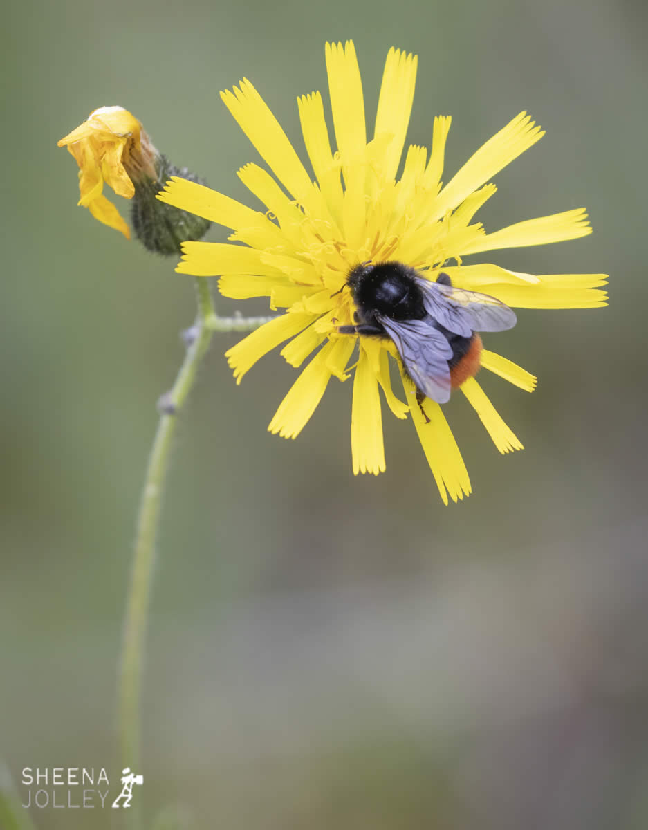 _C2A2260.jpg - Biodiversity at Irish Cement, Limerick