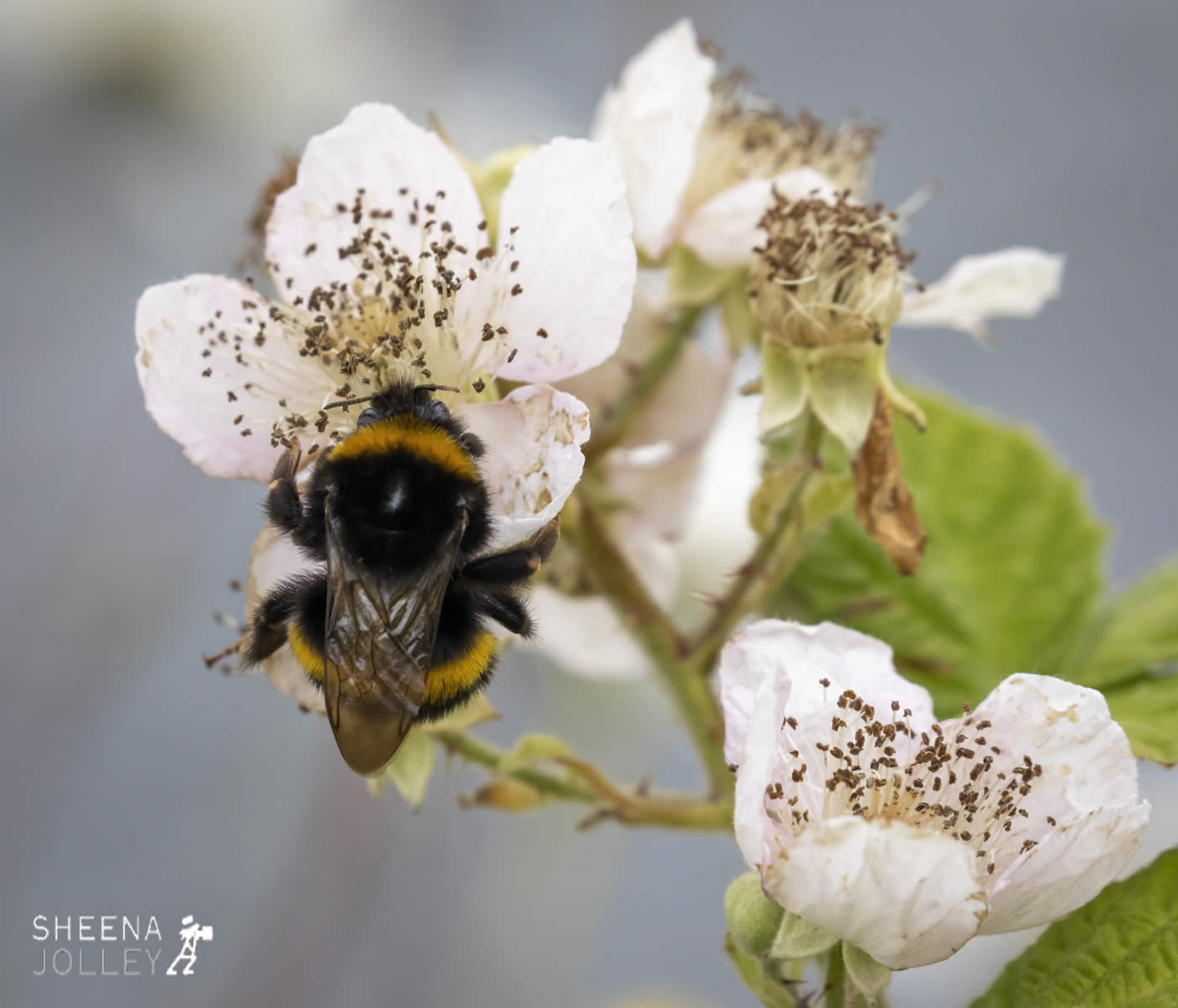 _C2A2294.jpg - Biodiversity at Irish Cement, Limerick