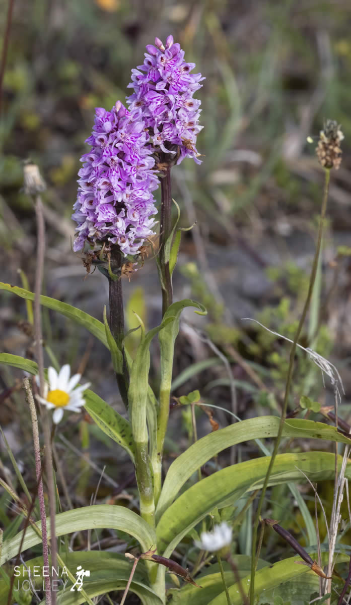 _C2A2380.jpg - Biodiversity at Irish Cement, Limerick