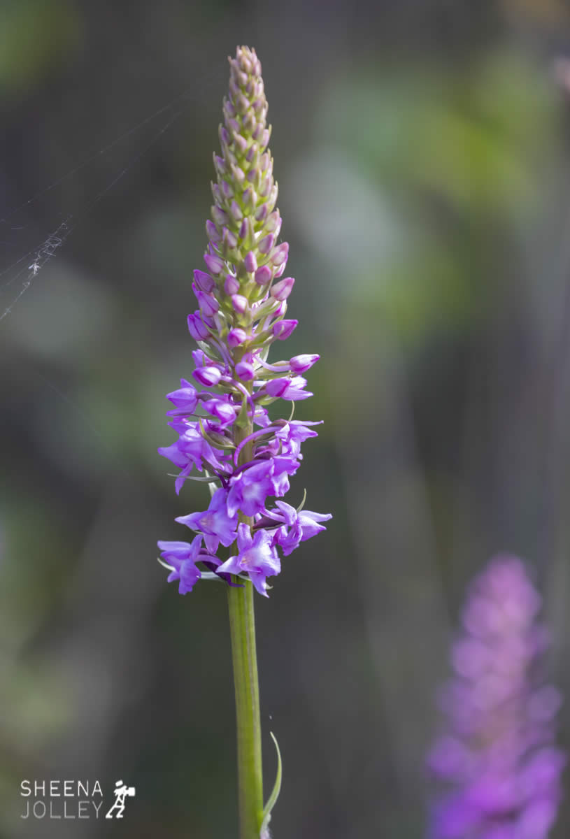 _C2A2643.jpg - Biodiversity at Irish Cement, Limerick