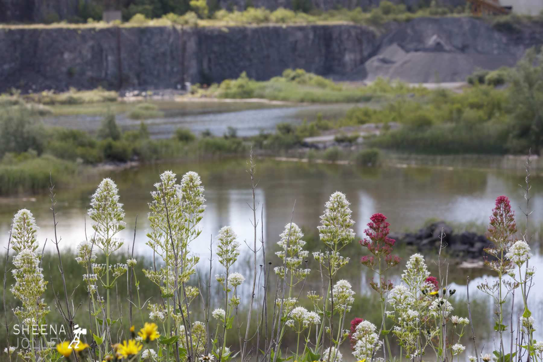 _C2A2740.jpg - Biodiversity at Irish Cement, Limerick