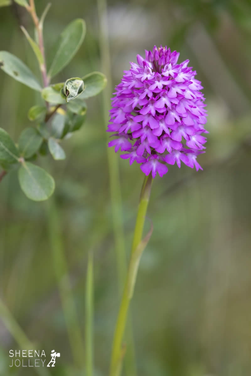 _C2A2759.jpg - Biodiversity at Irish Cement, Limerick