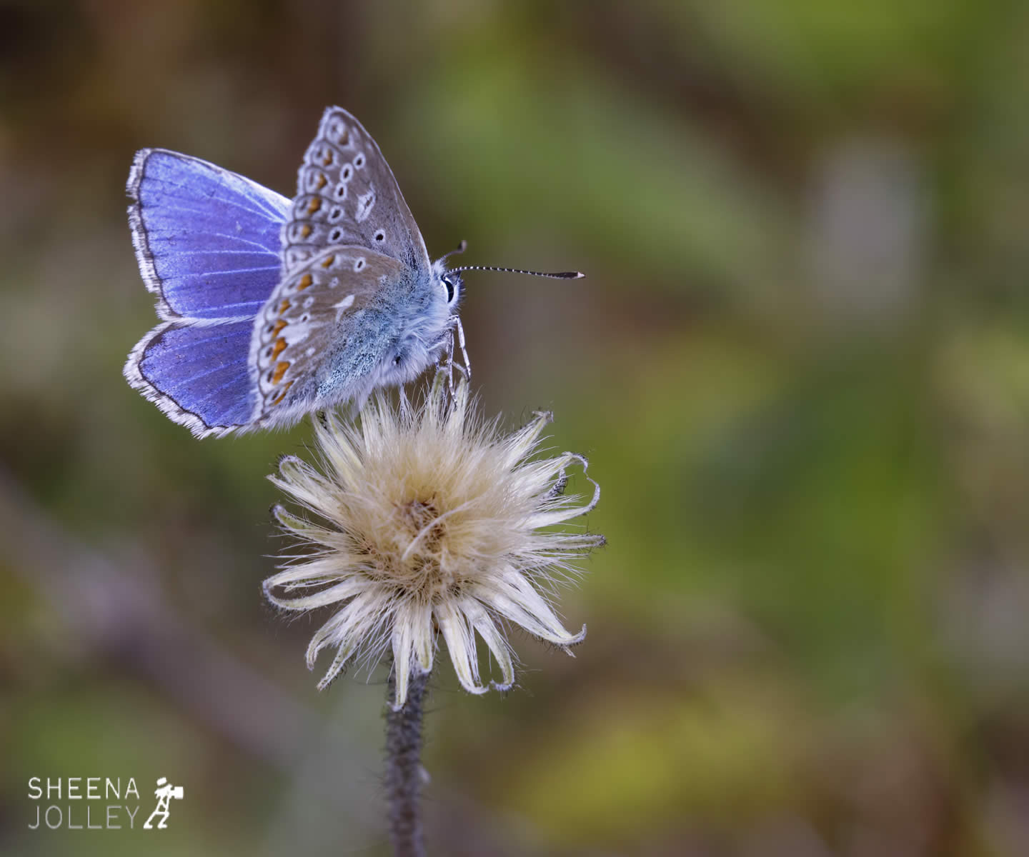 _C2A2769.jpg - Biodiversity at Irish Cement, Limerick