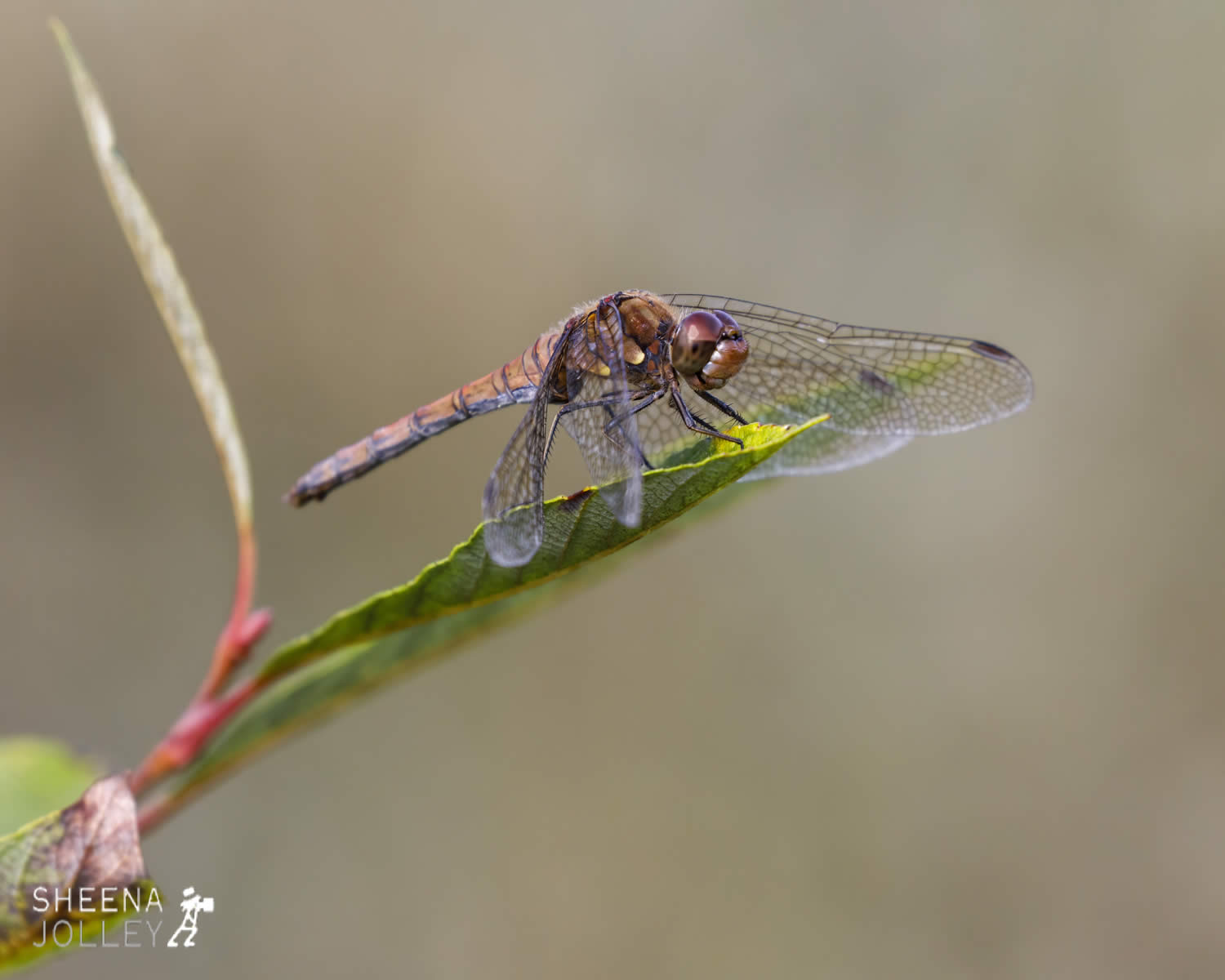 _C2A3576.jpg - Biodiversity at Irish Cement, Limerick