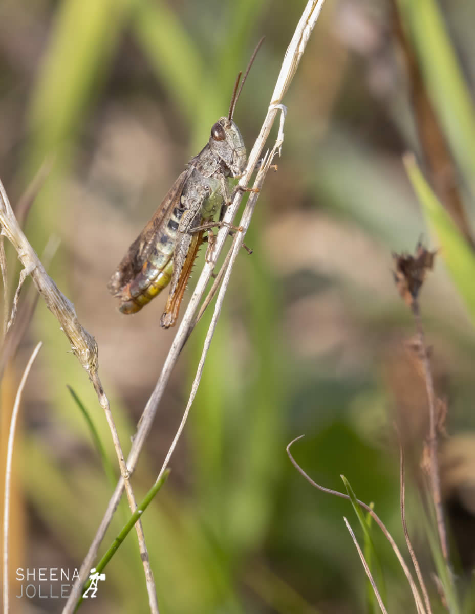 _C2A3856.jpg - Biodiversity at Irish Cement, Limerick