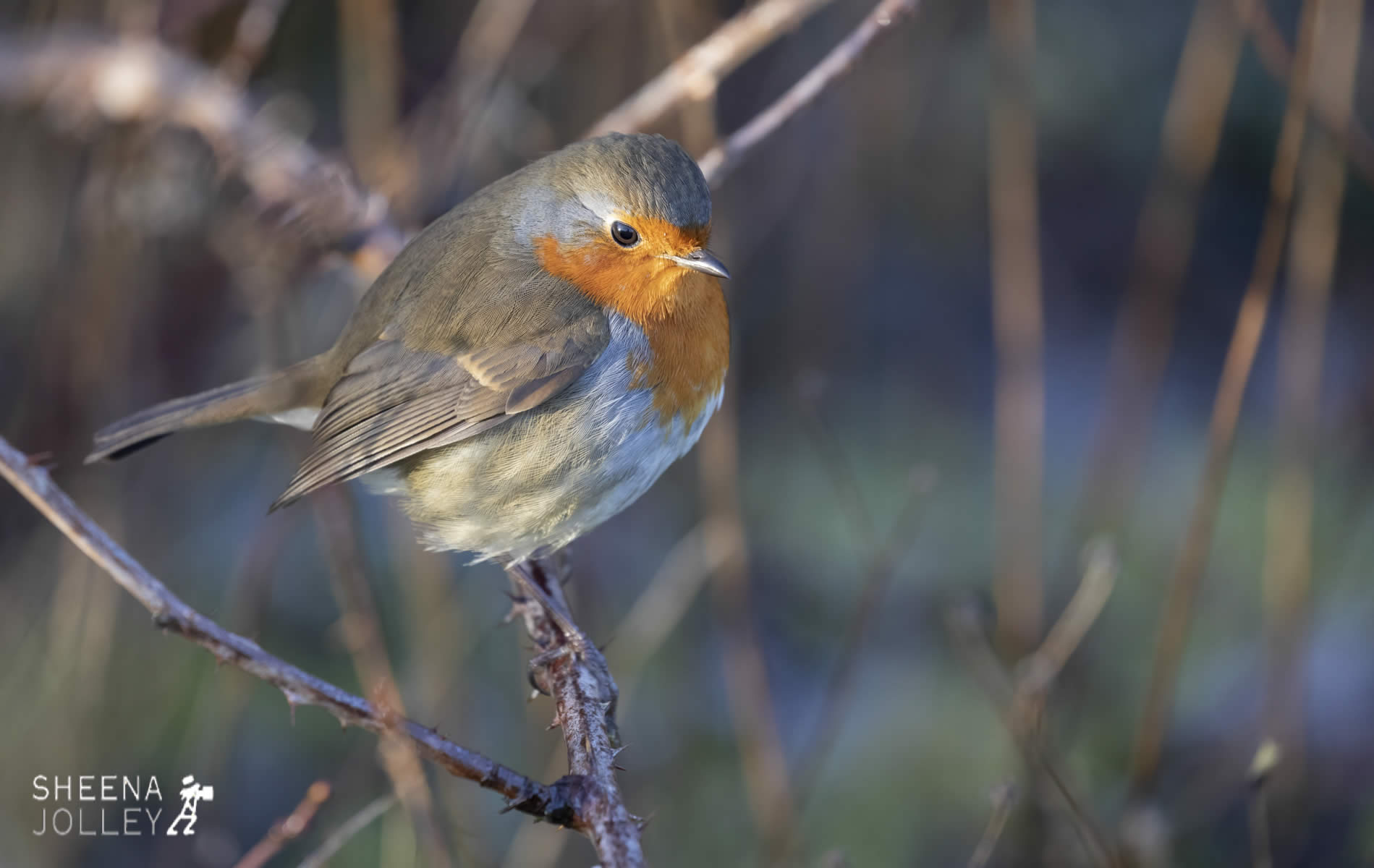 _C2A4131.jpg - Biodiversity at Irish Cement, Limerick