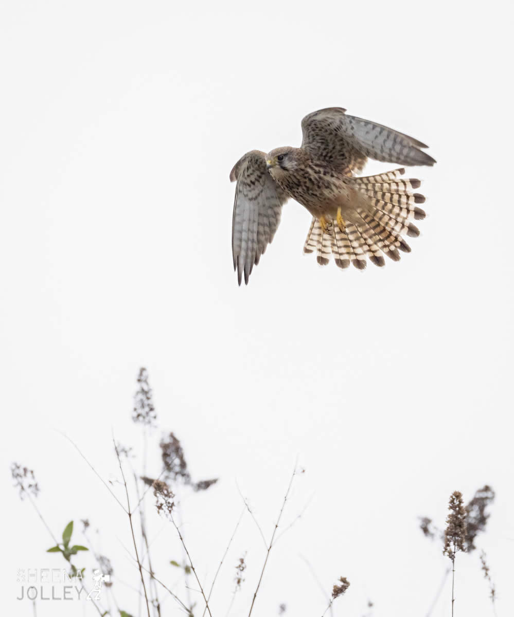 _C2A4477.jpg - Biodiversity at Irish Cement, Limerick