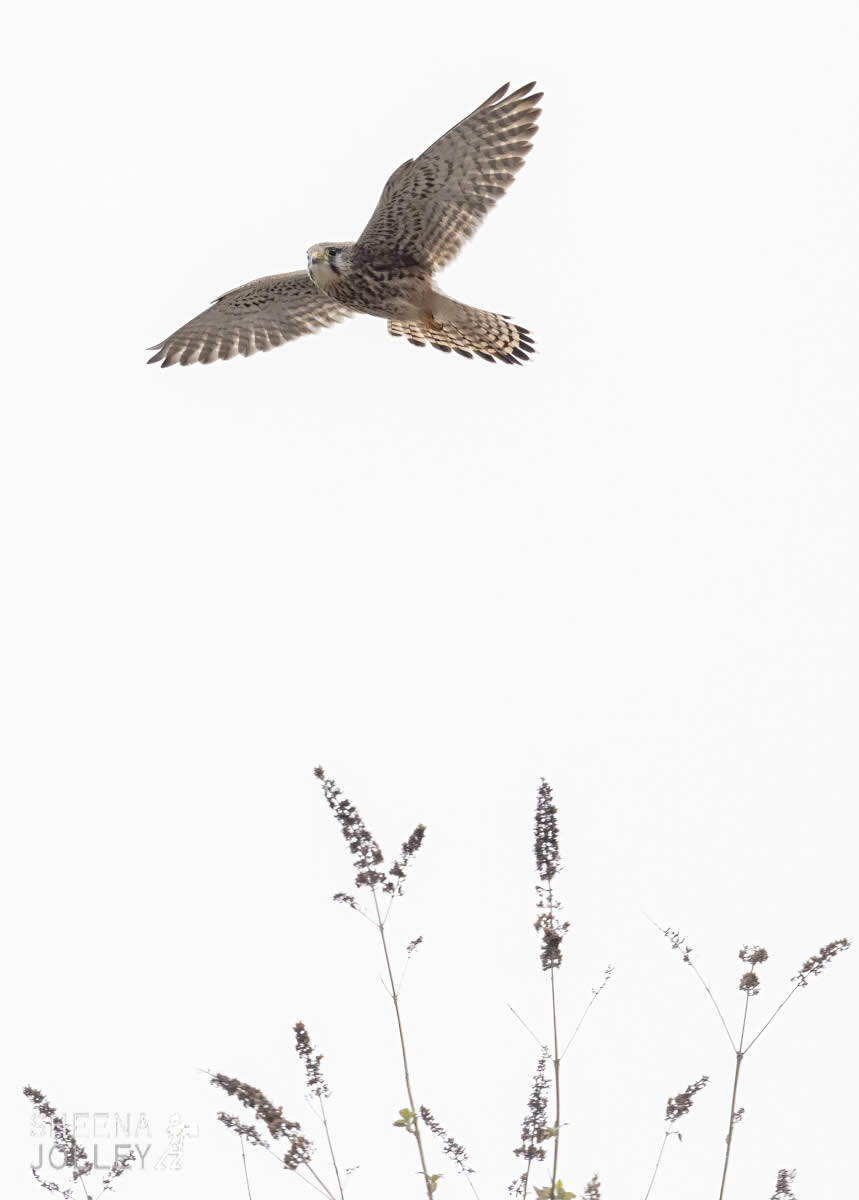 _C2A4481.jpg - Biodiversity at Irish Cement, Limerick