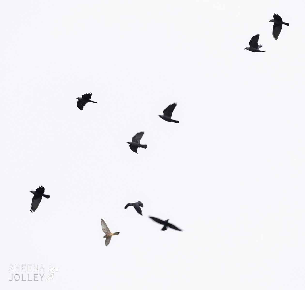 _C2A4501.jpg - Biodiversity at Irish Cement, Limerick