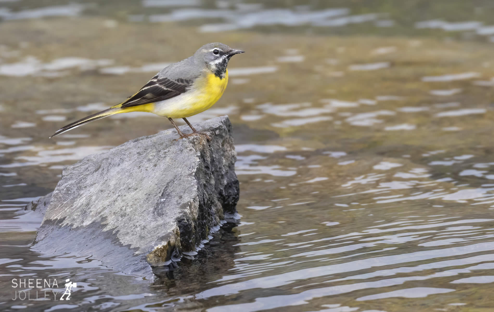 _C2A4620.jpg - Biodiversity at Irish Cement, Limerick