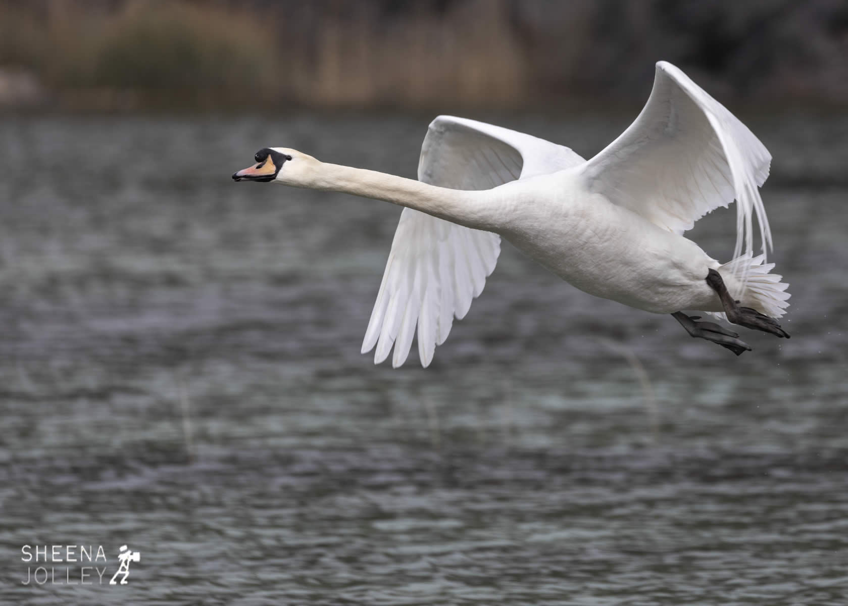 _C2A4645.jpg - Biodiversity at Irish Cement, Limerick