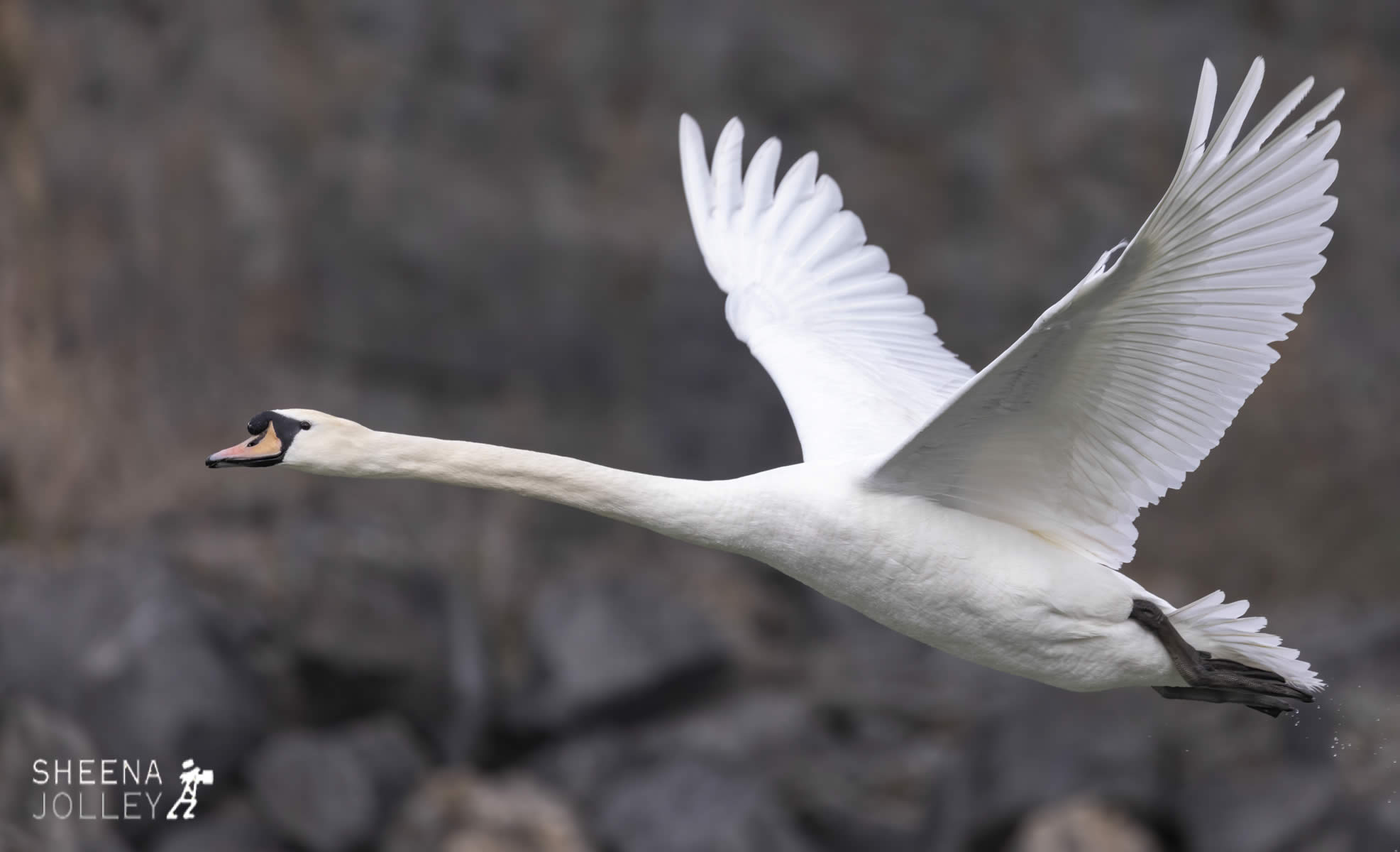 _C2A4649.jpg - Biodiversity at Irish Cement, Limerick