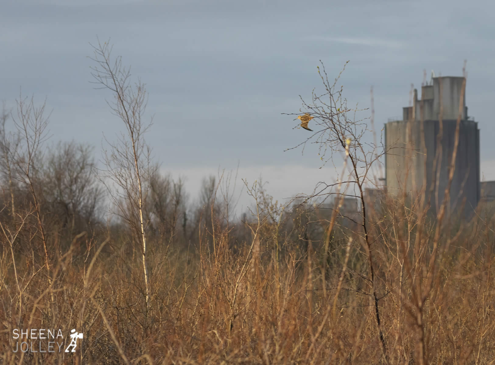 _C2A4817.jpg - Biodiversity at Irish Cement, Limerick