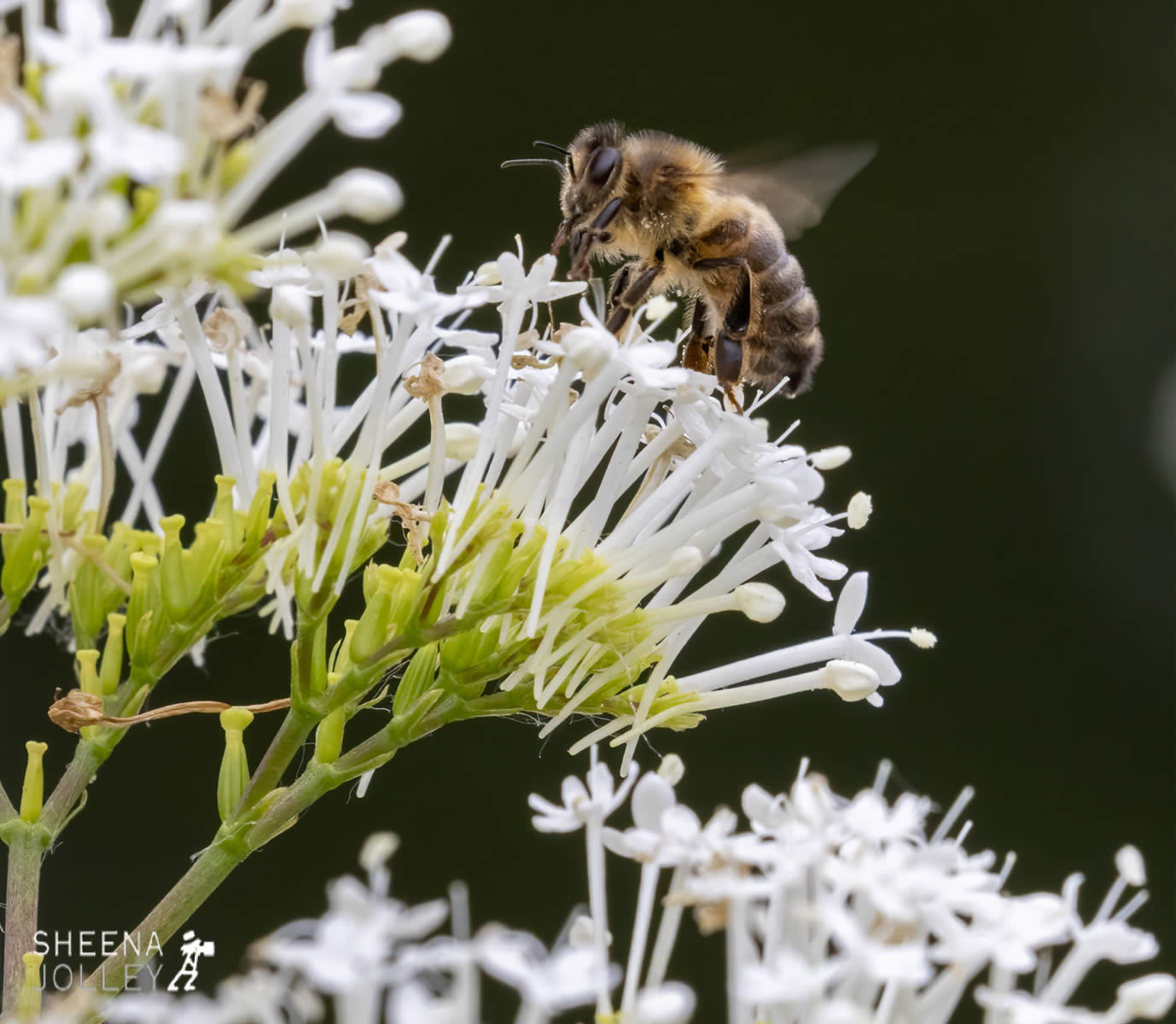 _C2A6060.jpg - Biodiversity at Irish Cement, Limerick